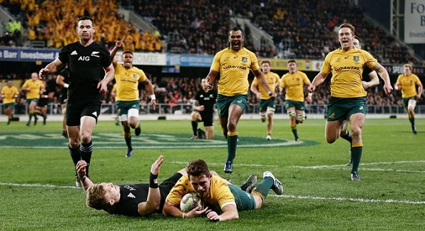 Wallabies All Blacks Bledisloe Cup prediction